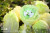 Cabbage Dog Animal Planet X Dodowo Vegetable Fairies Collection